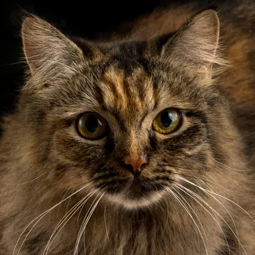 南宫体育用户肖像